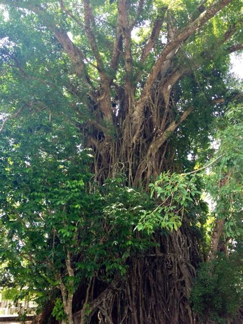 balete meaning|BALETE: Tagalog.